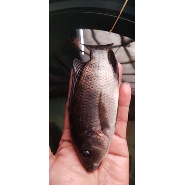 

Ikan Nila Hitam
