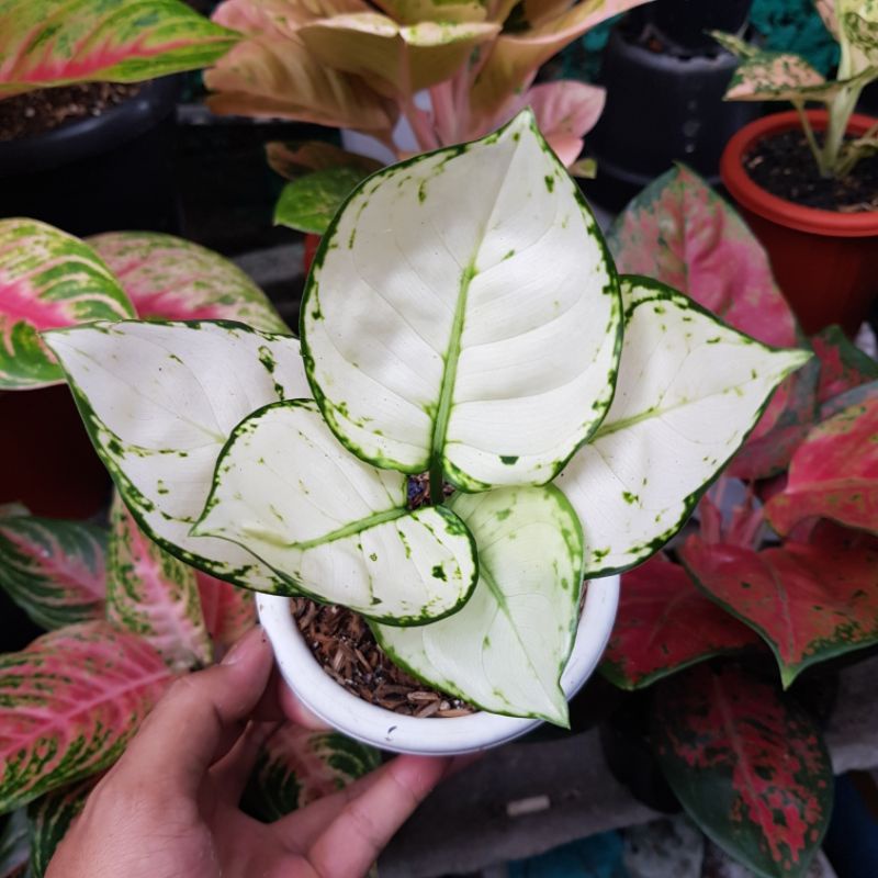 Aglaonema super White