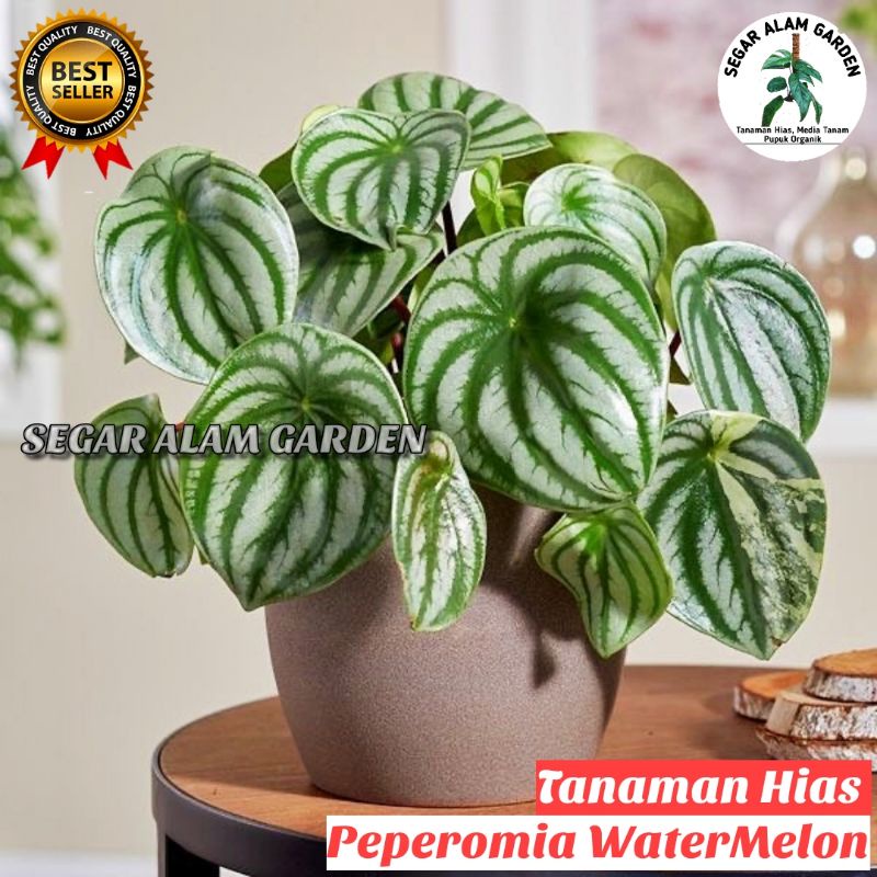 Rimbun Tanaman Hias Peperomia Watermelon - Peperomia Watermelon - Peperomia Argyreia