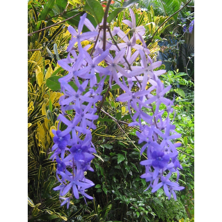 Bibit Petrea Biru/ Bunga Patrea Biru/Blue Patrea Petrea Volubilis