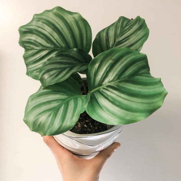 Jual Calathea Orbifolia Tanaman Calathea Tanaman Hias Indoor Bunga