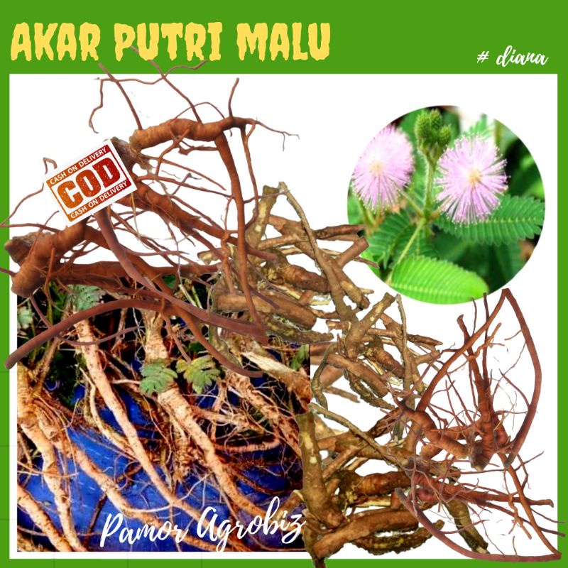 

Akar Putri Malu Segar, Herbal Alami Langsung Ambil dari Kebun untuk Kesehatan
