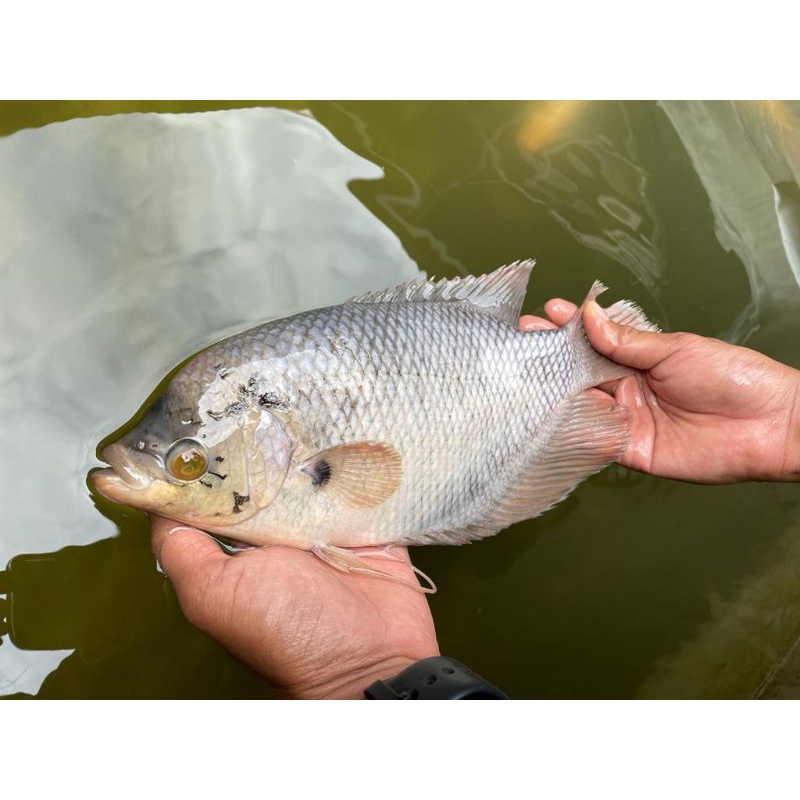 

Ikan Gurame Segar