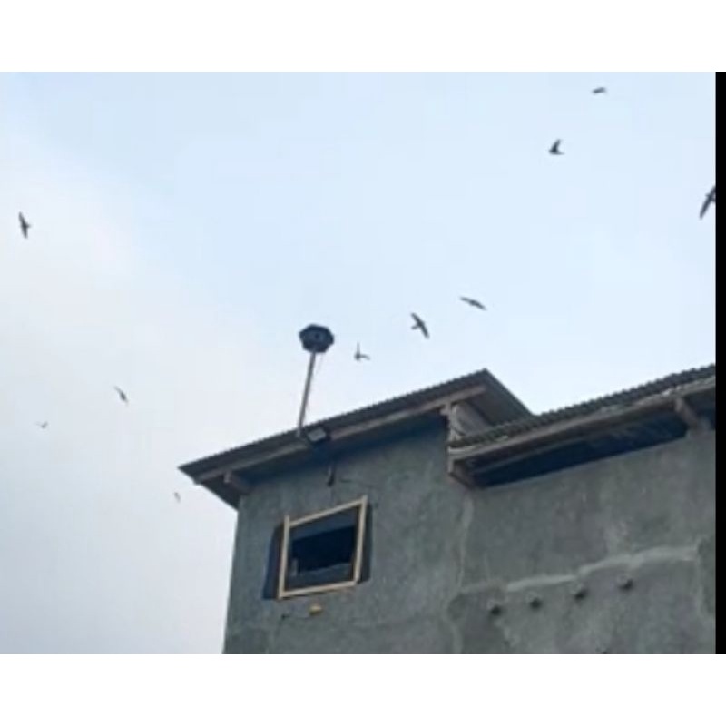 suara Panggil walet SP BANG ANWAR