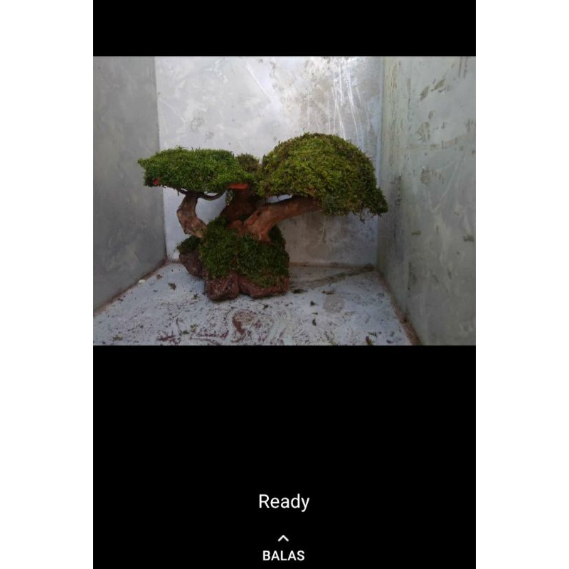 pohon bonsai aquascape