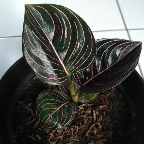 Tanaman Hias Bunga hias aglonema rotundum Aceh - aglonema rotundum aceh hitam new