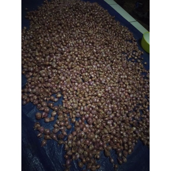

bawang merah mojokerto