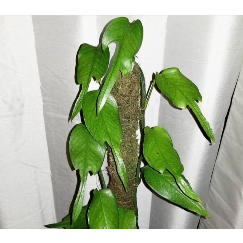 Bibit Tanaman Epipremnum skeleton key