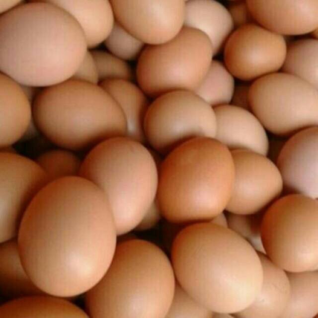 Inilah Rincian Harga Telur 1 Kg Hari Ini Terbaru Ayo Lihat Harga 
