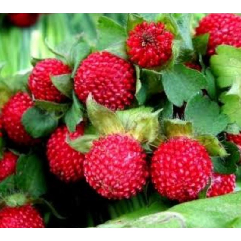 benih BUAH INDIAN STRAWBERRY STROBERI MOCH BERRY isi 5 biji