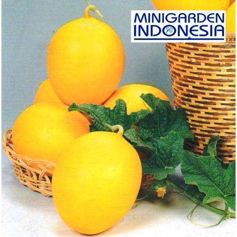 3 benih F1 buah Melon Apollo bibit tanaman buah buahan