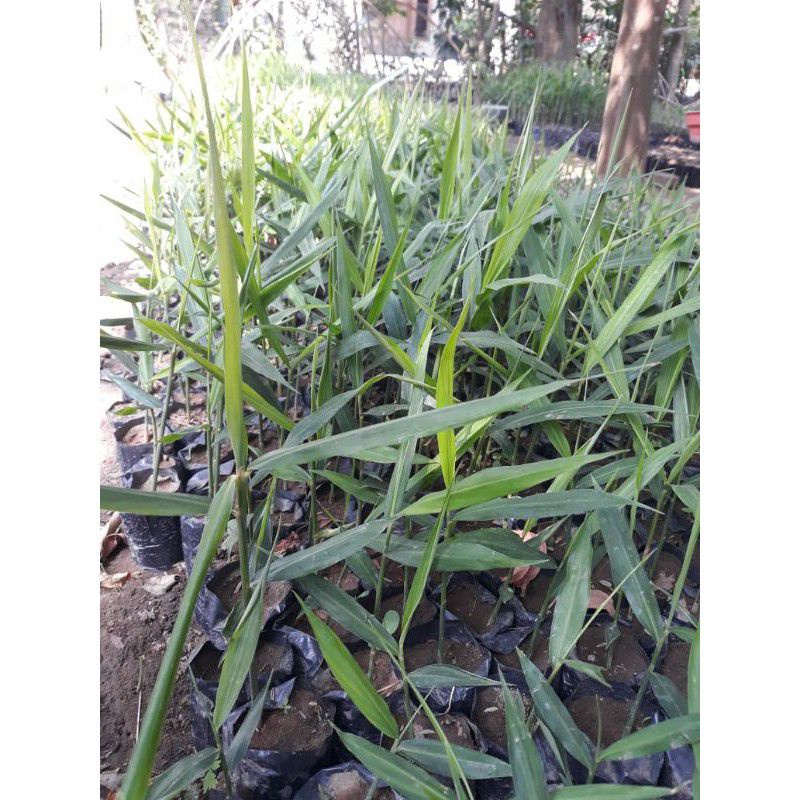 

jahe merah beli 4 gratis 1