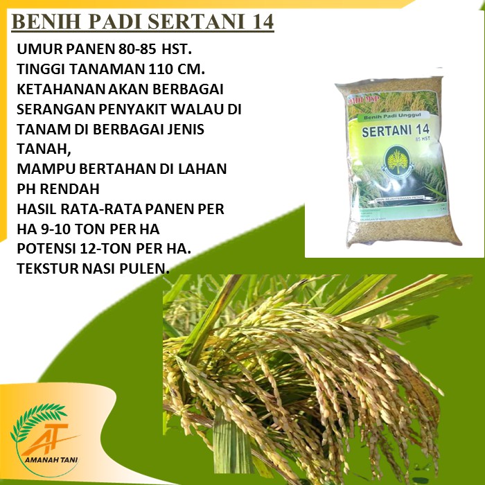 BENIH PADI SERTANI 14 MSP TERBARU