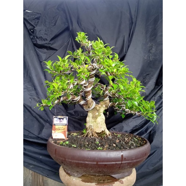 bonsai kimeng (bogel.).size smal..