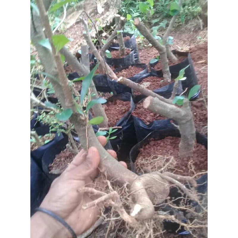 Bahan Bonsai Sianci