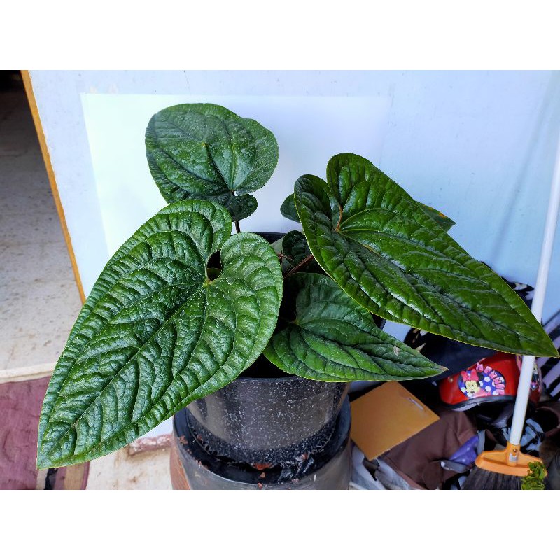 Tanaman hias anthurium sirih besar