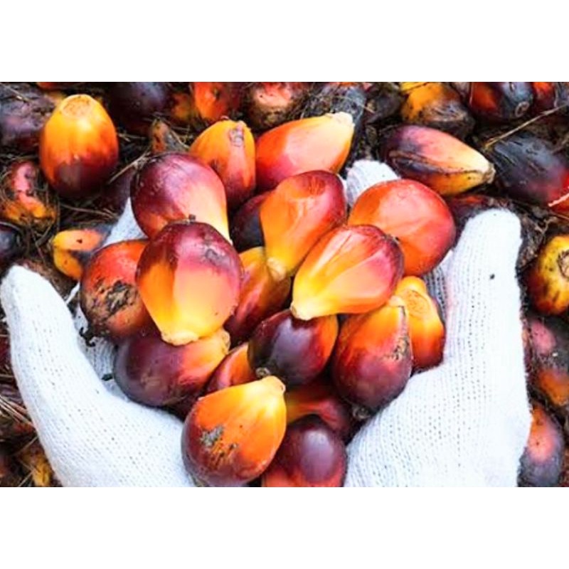 Biji bibit benih brondolan Sawit PT