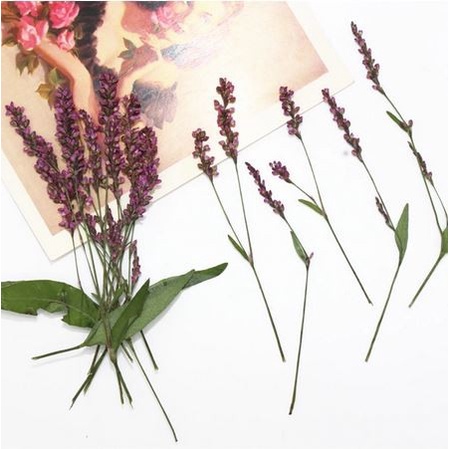 12 Pcs Pressed Real Dried Flowers - Bunga Kering Press #05