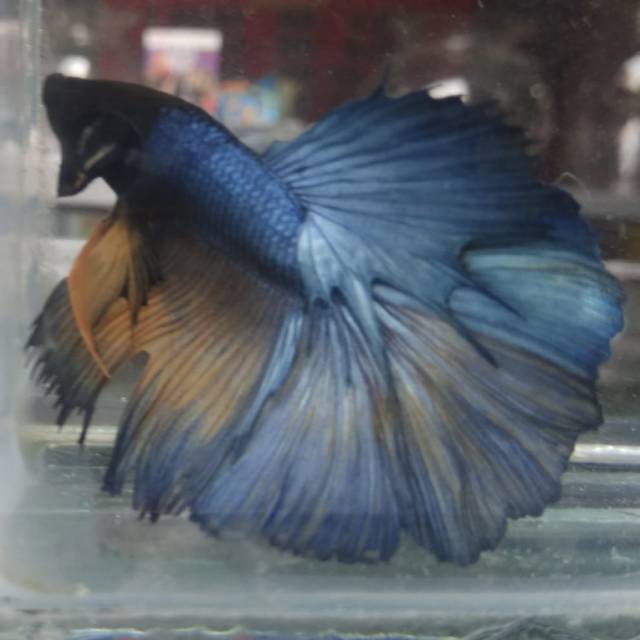 Cupang ikan hias cupang slayer