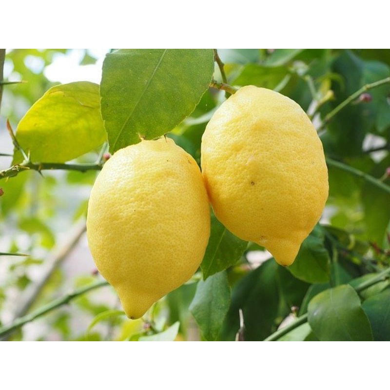 

Jeruk Lemon