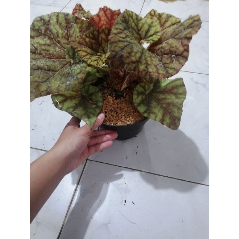 Tanaman Hias Begonia Keong Madu  Jumbo
