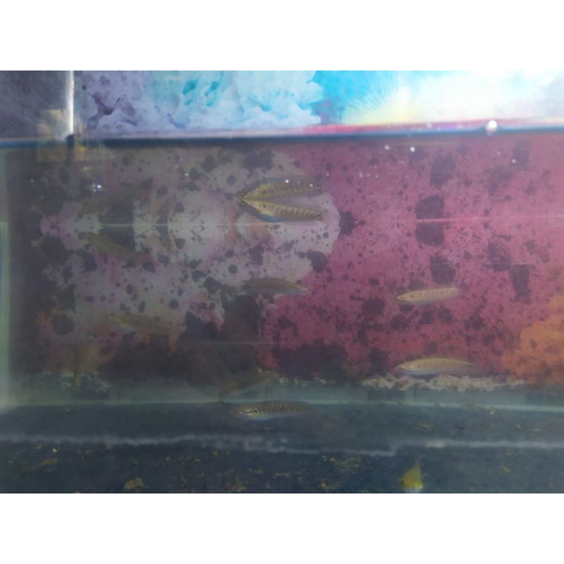 jenis baby Asiatica RSWS ( Red Strip White Spot)