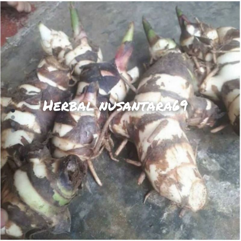 

Umbi Ganyong Putih Segar 1kg Terlaris Murah