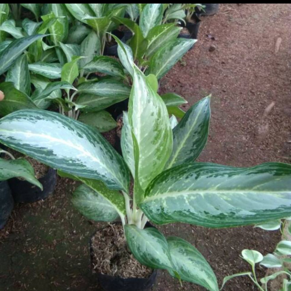 tanaman hias aglonema cripsun sri rezeki - pohon aglonema cripsun sri rezeki - sri rezeki