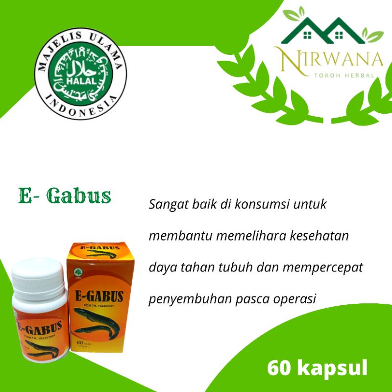 Kapsul Ekstrak Ikan Gabus || isi 60 kapsul