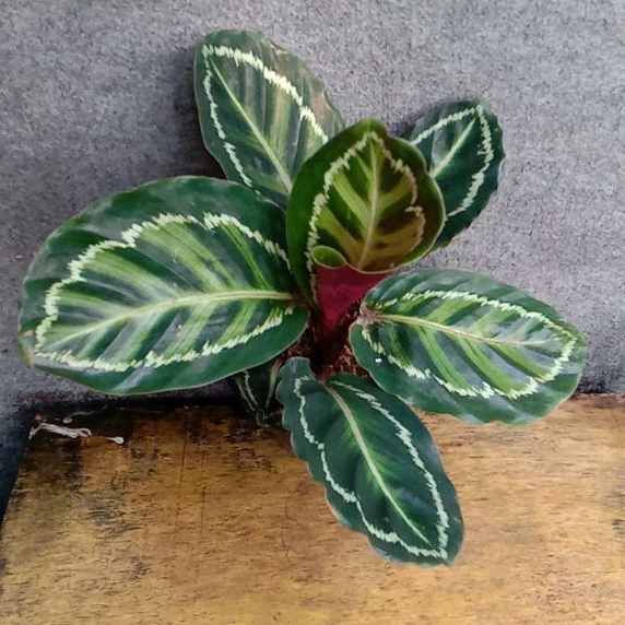 Calathea Linden