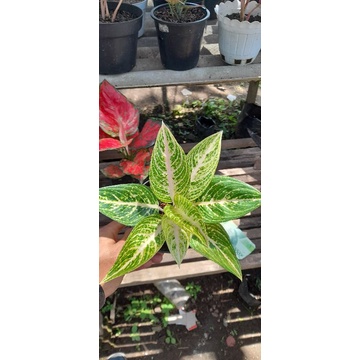 aglaonema legacy white