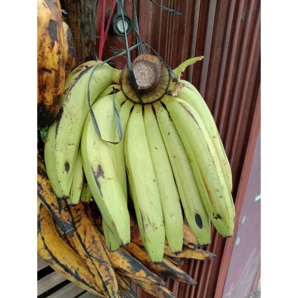 pisang ambon