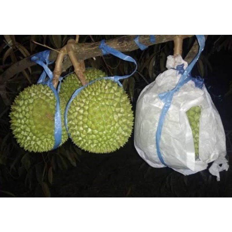 Entres Durian Matahari Super