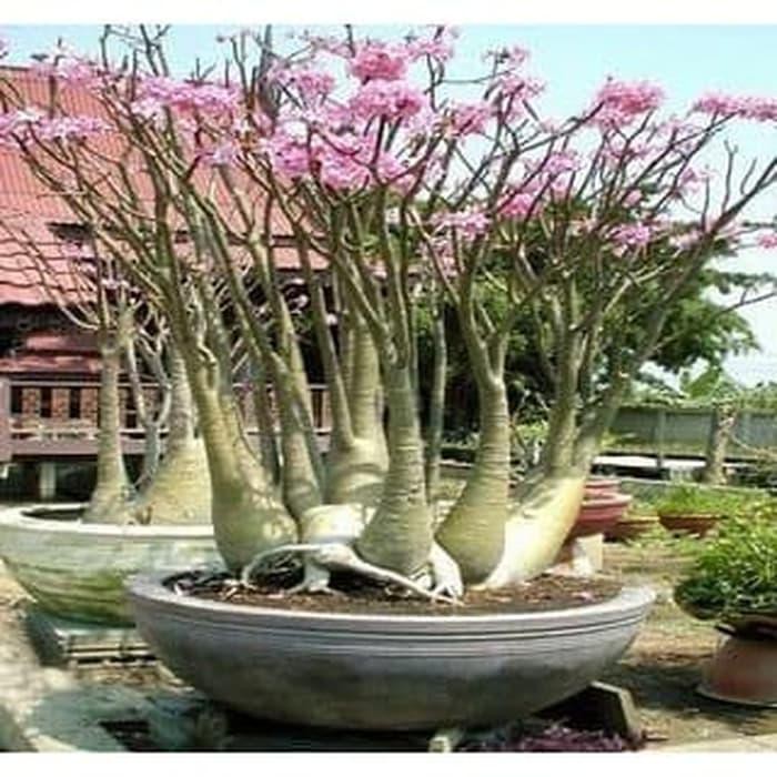 Bibit Benih Biji Adenium Arabicum Black Somalense Isi 5 Biji FS