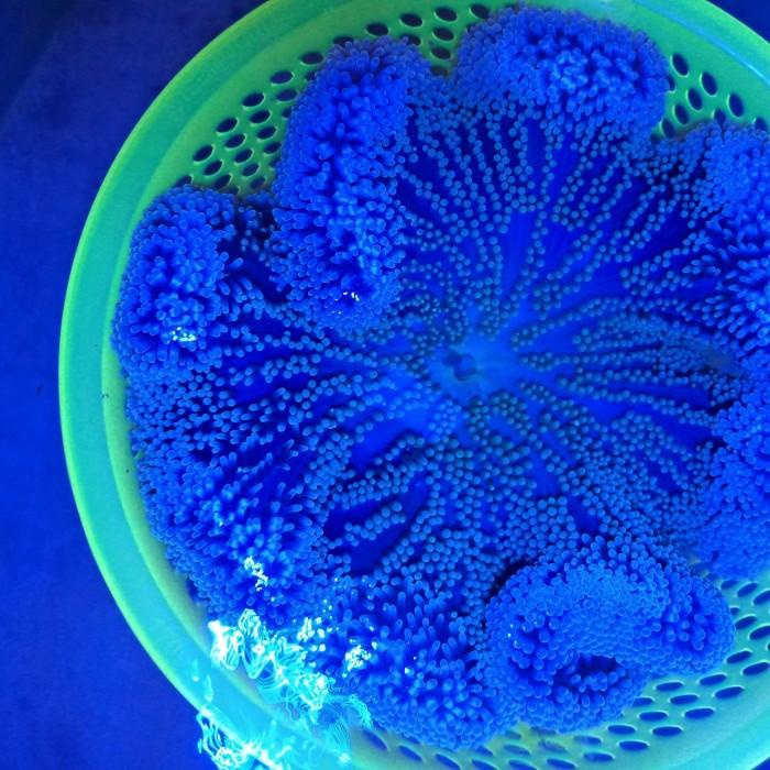 Alas | Anemon Karpet