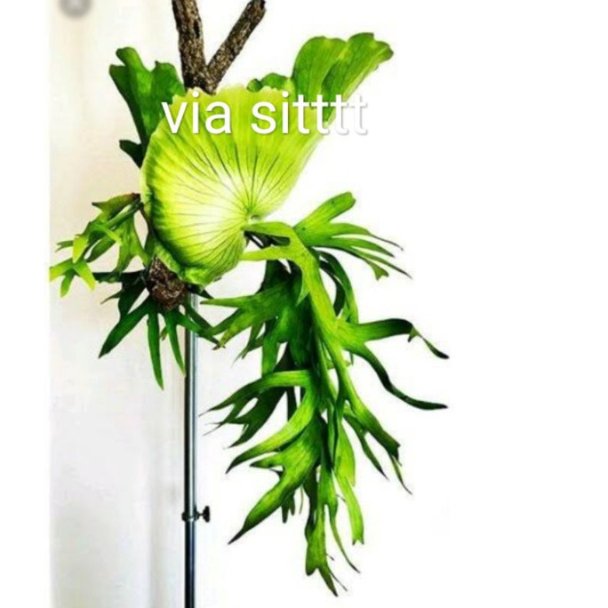 tanaman hias tanduk rusa jumbo