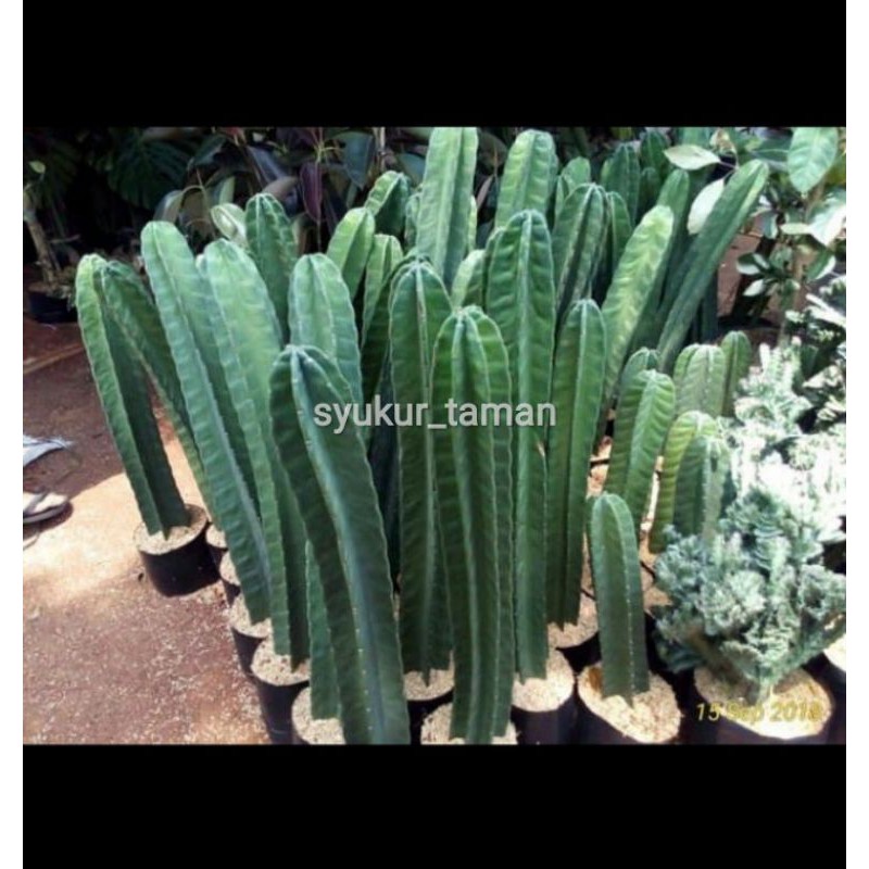 tanaman hias kaktus koboi/pohon Kaktus