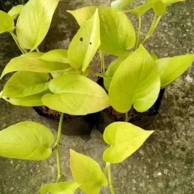 Tanaman hias sirih gading love/sirih gading love daun kuning