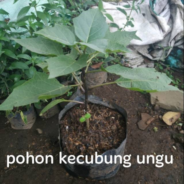 Tanaman Herbal Pohon Kecubung Ungu Shopee Indonesia