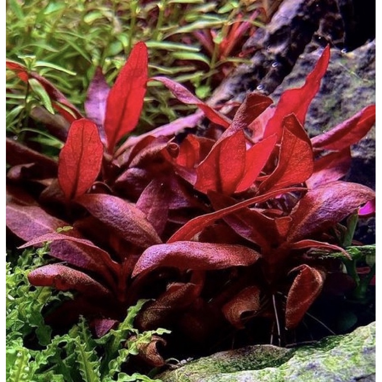 Paket Dutch Style  ( Tanaman Aquascape Tumbuhan Air Hidup Hiasan Dekorasi Pohon Rumput Aquarium )