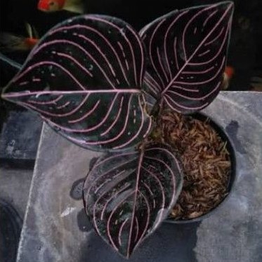 Tanaman Hias Aglonema Red Rotundum Aceh free pot cantik