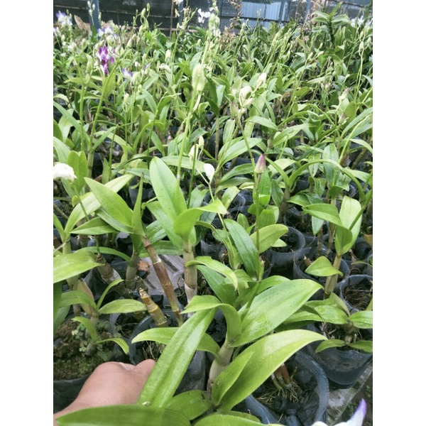 anggrek Dendro spike berbunga