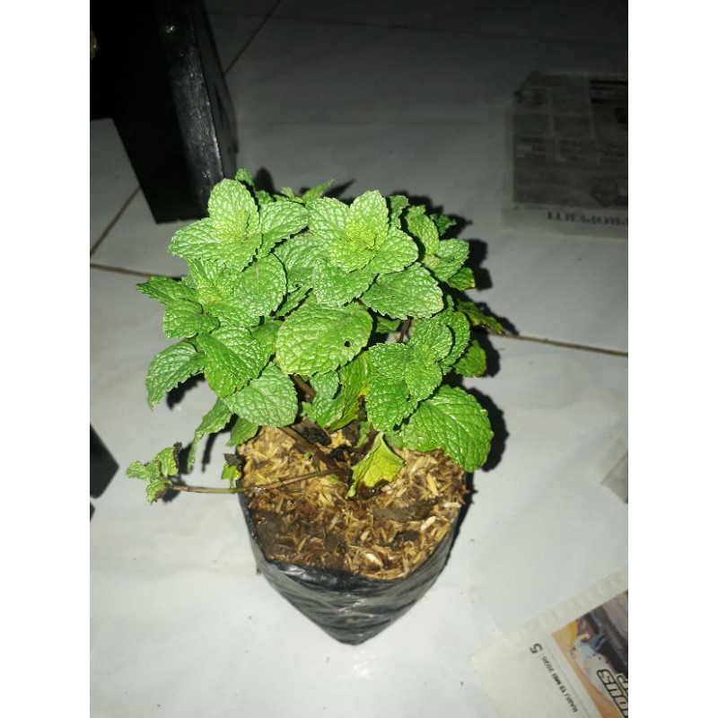

daun Mint