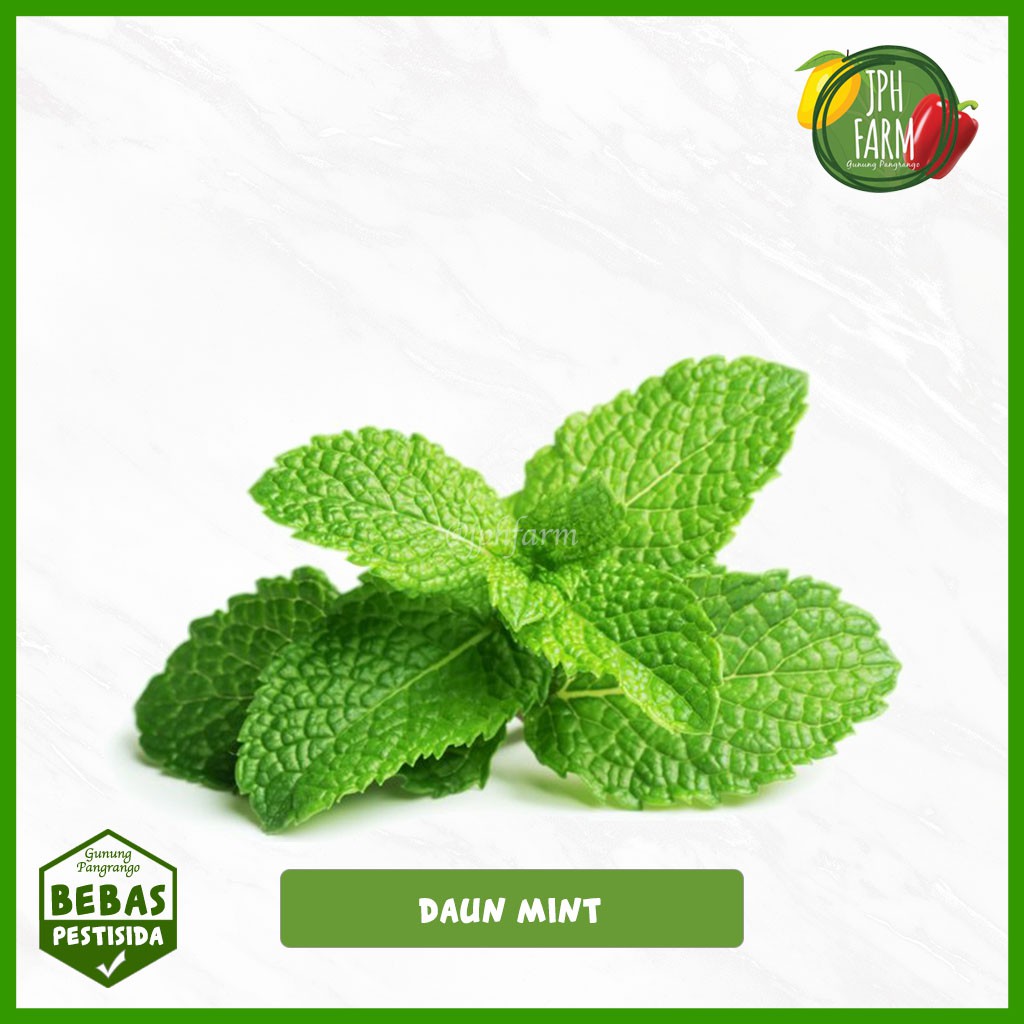 

Daun Mint Non Pestisida, Mint Leaf Herbs 50g