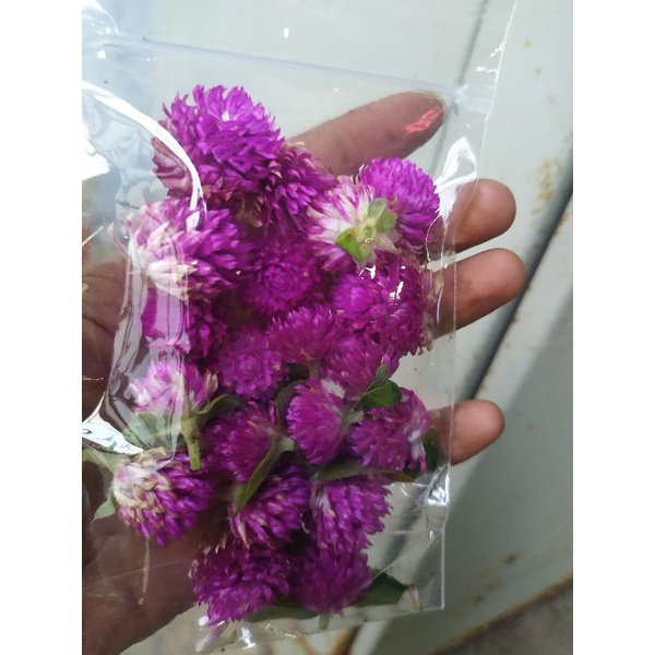 

teh bunga globe amaranth, kenop 20 grm