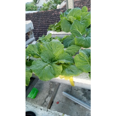 

Sayur Hidroponik sawi samhong 200gr