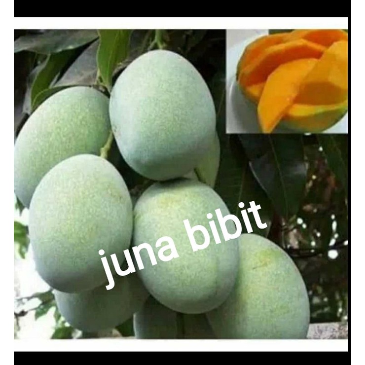 bibit mangga madu okulasi