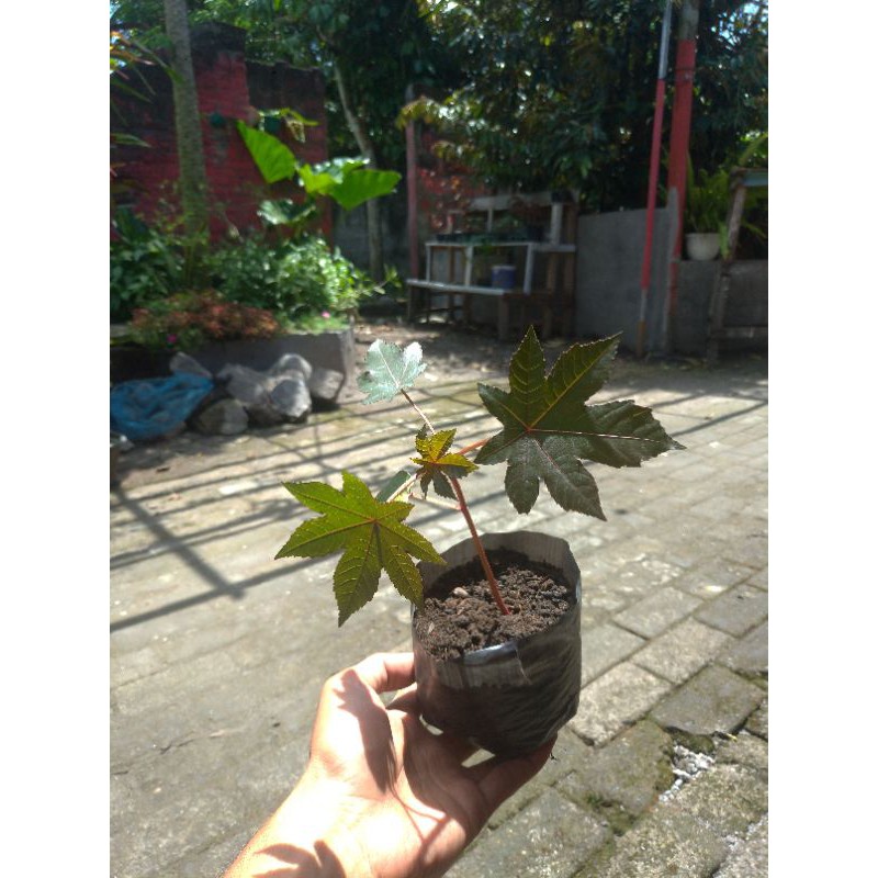 jarak kepyar merah daun ecoprint & herbal