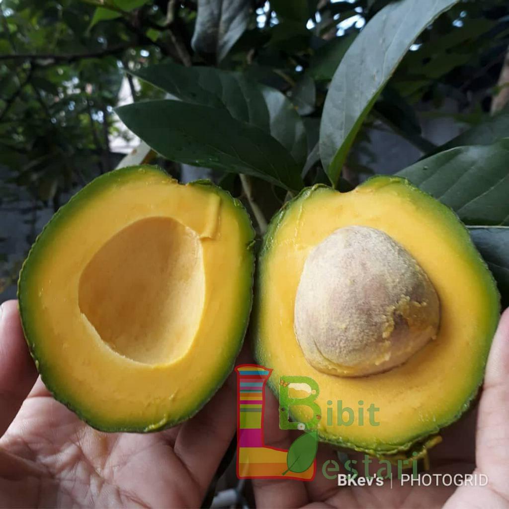 Bibit Alpukat Miki Jumbo - Bibit Alpukat Okulasi