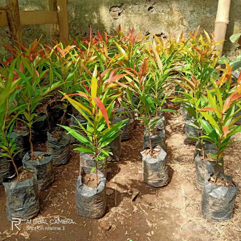 Bunga Pucuk Merah